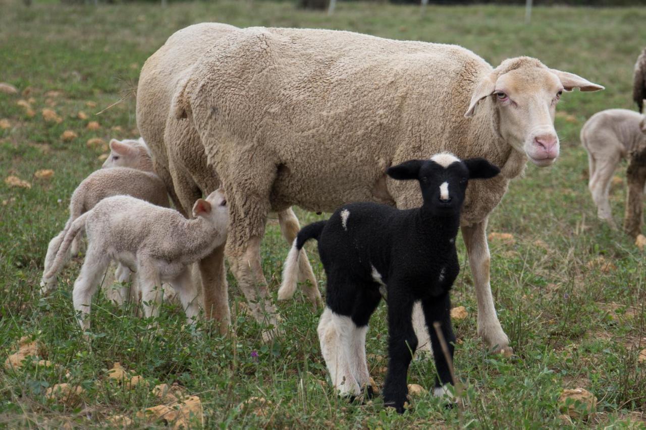 מלון היידלברג Skeiding Guest Farm מראה חיצוני תמונה