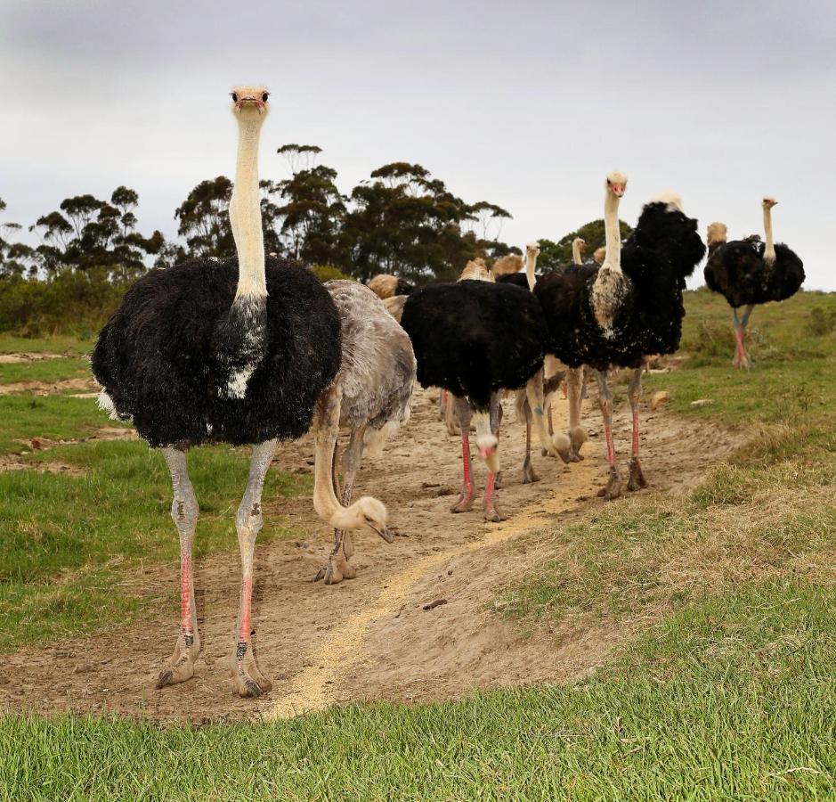 מלון היידלברג Skeiding Guest Farm מראה חיצוני תמונה